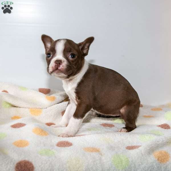 Noelle, Boston Terrier Puppy